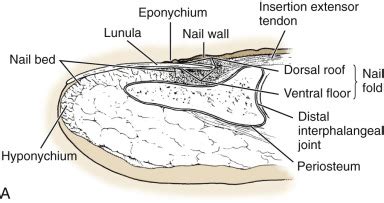 Perionychium | Musculoskeletal Key