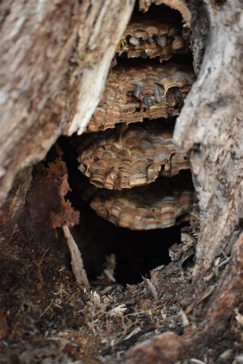 First Asian giant hornet nest eradicated in U.S. this year | The ...