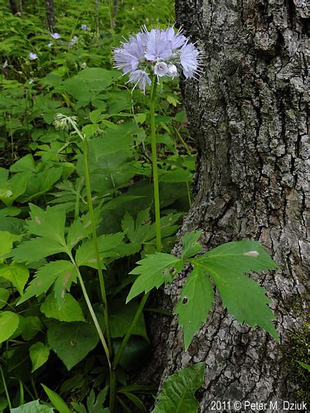 Hydrophyllum virginianum (Virginia Waterleaf): Minnesota Wildflowers