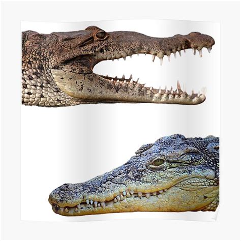 "Crocodile pack" Poster for Sale by PeoplesayDisign | Redbubble