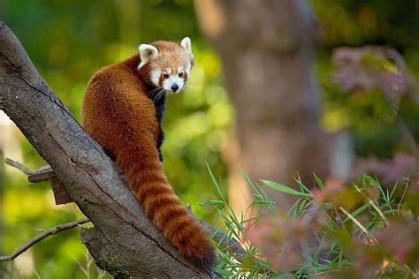 Red Panda Facts - WorldAtlas