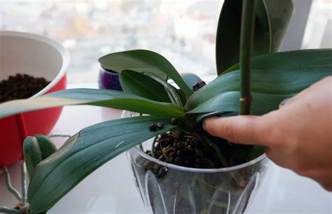 5 Reasons Why Your Orchid Leaves Drooping | Plantly