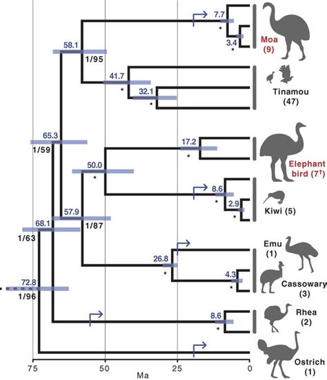 How did kiwis survive on their island for millions of years? Did they ...