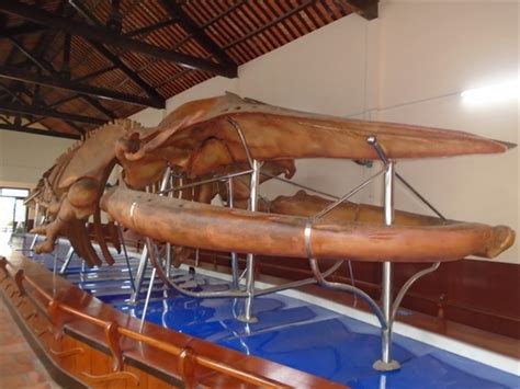 Largest whale skeleton on display in Phan Thiết Town