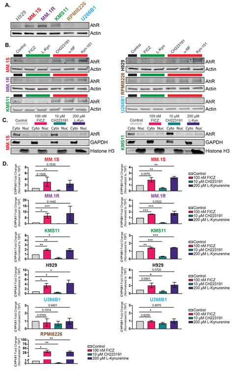 Classical AhR signaling is maintained in human MM cells exposed to AhR ...