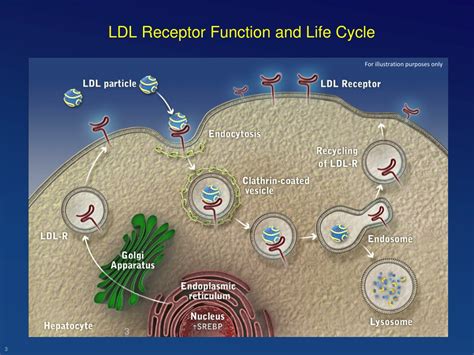 PPT - Lowering of LDL-c: Novel concepts and novel promises PowerPoint ...