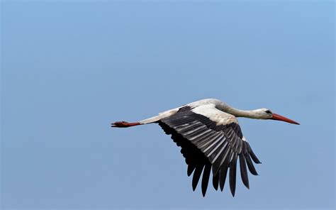 Majestic White Stork HD Wallpapers