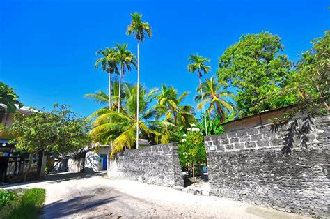Coconut Trees Inside the Concrete Wall · Free Stock Photo