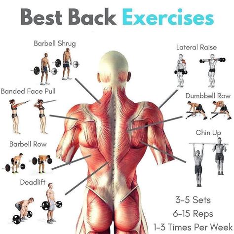 Best Back Exercises : workouts