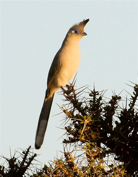 eBird Checklist - 2 Aug 2019 - La Table - 6 species