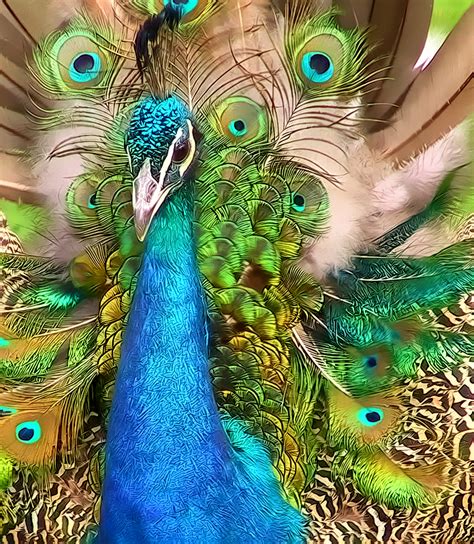 Ostentatious Male Peacock by kanes on DeviantArt