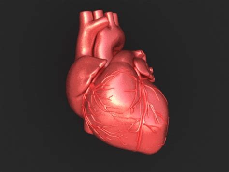 Heart Brain Body Organs Animated Gifs at Best Animations