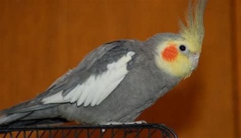 Cockatiel Names – The 300 Most Popular Names for Cockatiels | PetPress