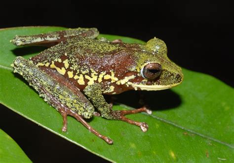 A deadly fungus threatens to wipe out 100 frog species – here's how it ...