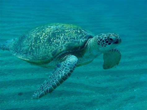 Free photo: Turtle, Sea Turtle, Egypt - Free Image on Pixabay - 1053515