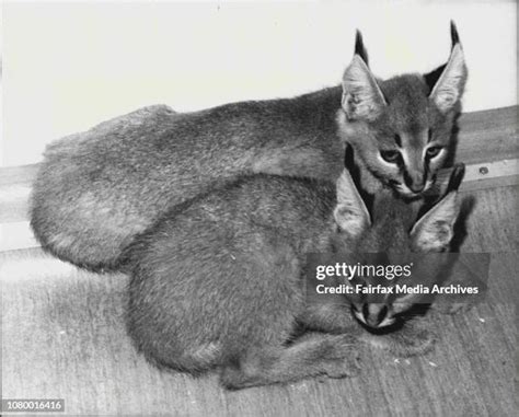 18 Baby Caracal Stock Photos, High-Res Pictures, and Images - Getty Images