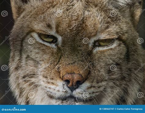 Boreal lynx stock image. Image of predator, european - 138562747