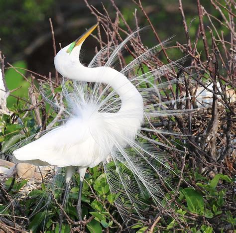 Great Egret breeding plumage Photograph by Robert Mellor