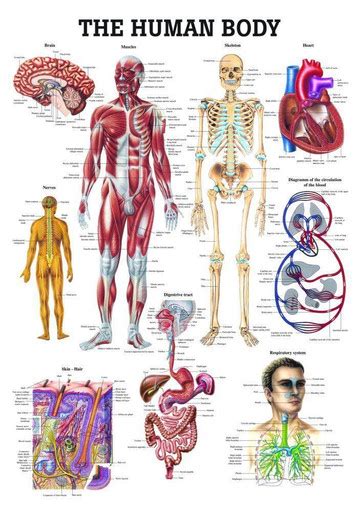 Rudiger Anatomie - The Human Body Laminated Anatomy Chart