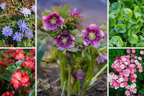 Hellebore Companion Plants (With Examples) | Perennial Masters