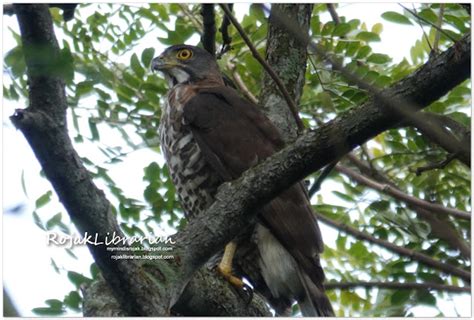 Crested Goshawk nesting