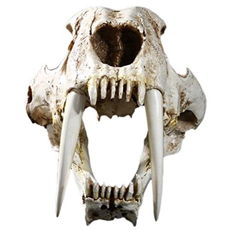 The World’s Best Sabertooth Tiger Skull Is Now On Display