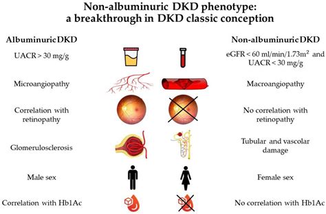 Biomolecules | Free Full-Text | Update on Diabetic Kidney Disease (DKD ...