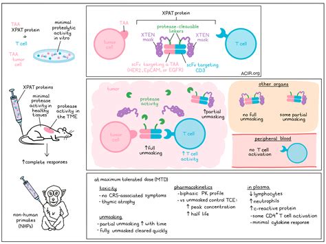 Masking bispecific T cell engagers until they reach the tumor improves their toxicity profile