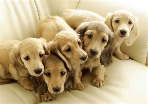 Dachshund puppies for adoption near me | PETSIDI