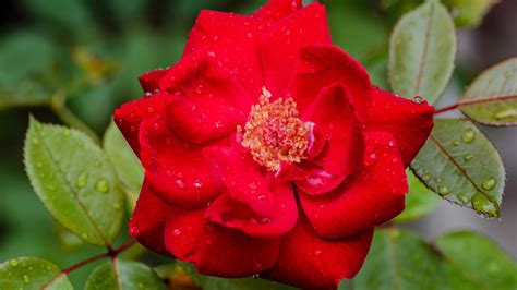 Raindrops On Red Rose Flower With Leaves 4K 5K HD Flowers Wallpapers | HD Wallpapers | ID #55293