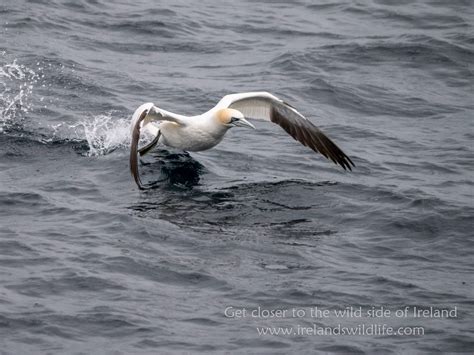 Panasonic Lumix G9 for Wildlife Photography | Ireland's Wildlife