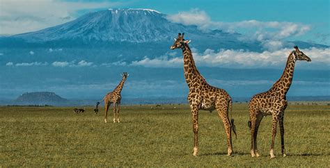 Amboseli National Park | Kenya Wildlife Safari Destinations | Kenya Tours