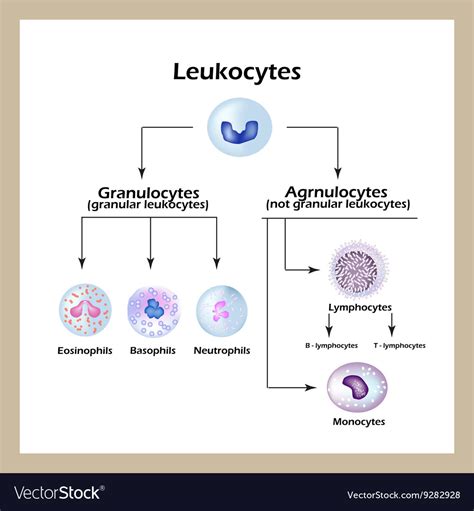 Types of white blood cells infographics Royalty Free Vector