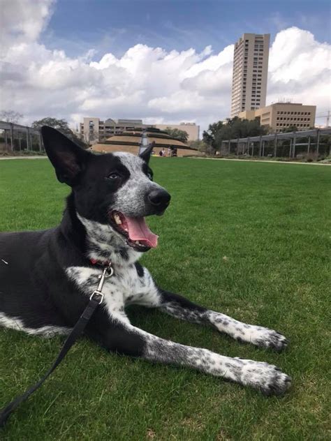 Happy dog enjoying the park. Just adopted. What type of mix do you think he is? : r/Happydogs