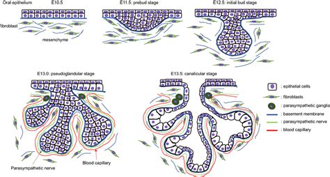 Diagrams of salivary gland development. Oral epithelium is thickened... | Download Scientific ...