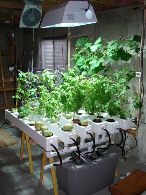 Top Vegetables You Can Start Growing Indoors Hydroponically | Grown ...