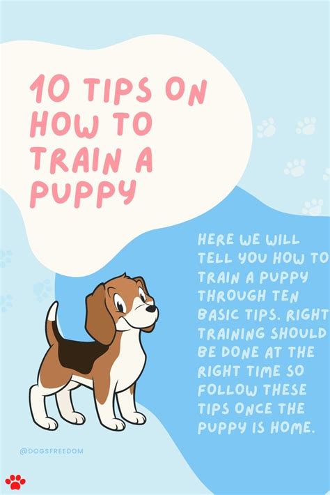 10 Tips On How To Train A Puppy in 2021 | Puppy training, Puppies, Train