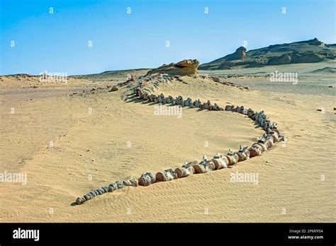 Egypt, Fayoum area, Wadi El Hitan, Whales valley listed as World ...