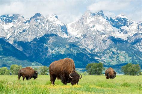 Wyoming Guided Tours | Wyoming Escorted Vacations | Liberty Travel