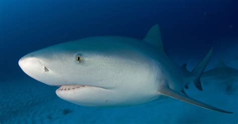 Florida sharks to benefit from new regulations proposed to protect them