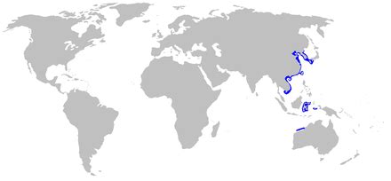 Zebra bullhead shark - Wikipedia