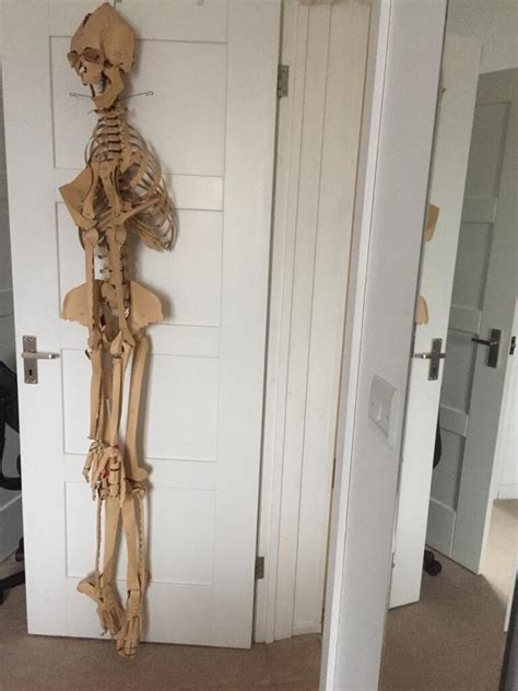 Cardboard skeleton suitable for medical student | in Feltham, London | Gumtree