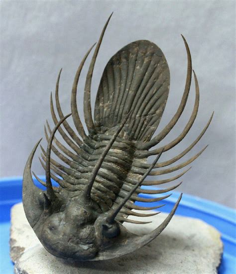 Kolihapeltis Trilobite | Trilobite fossil, Trilobite, Dinosaur fossils