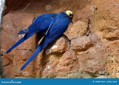 Spix`s macaw stock photo. Image of detail, bushman, beak - 140801464