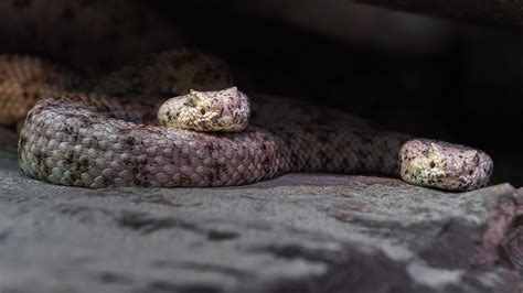 Western diamondback rattlesnake 7114681 Stock Photo at Vecteezy