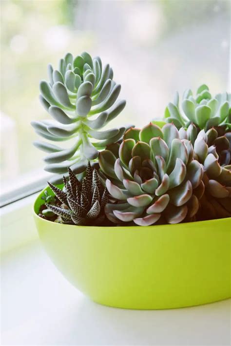 Why Are Succulent Leaves Falling Off? (Guide With Pictures) - Succulents Network