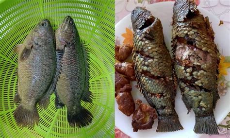 Ramai Tidak Tahu Ikan Puyu Terbaik Untuk Tenaga Lelaki - Umpan