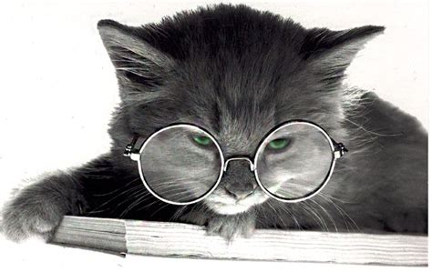 21 best Cats with glasses images on Pinterest | Kitty cats, Funny cats and Funny kitties