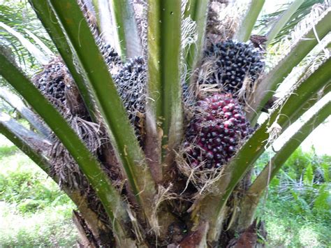 KUNCI TANI: CARA MERAWAT SAWIT AGAR BERBUAH BANYAK DAN BESAR