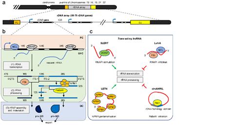 New review article on the control of ribosome biogenesis by nucleolar long non-coding (lnc)RNA ...